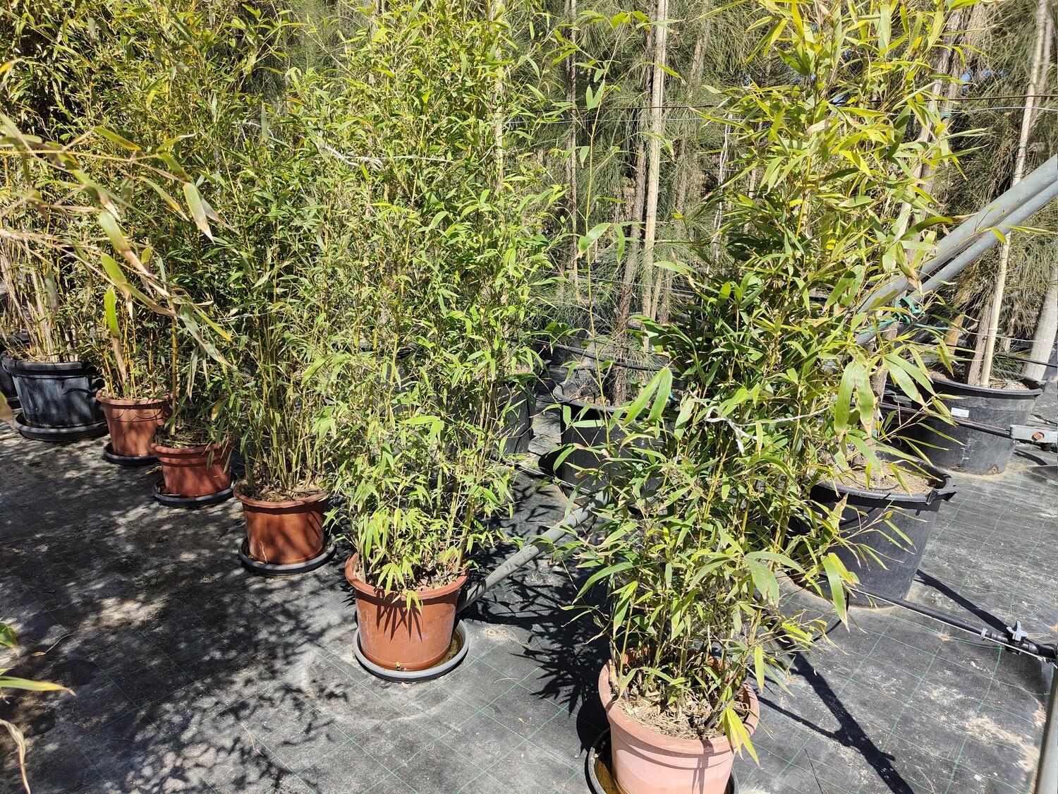 "AmaPlant Bambu" una planta muy versatil para dar un ambiente exotico 200-250 cm 32 L (oriental) - Exterior sol o semisombra e interior con mucha luz​ - ENVIO INCLUIDO BARCELONA CIUDAD