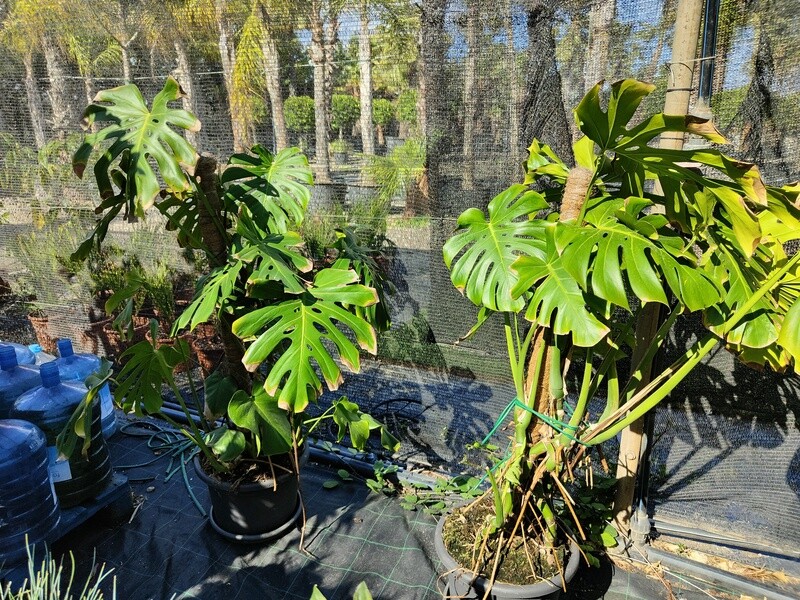 "AmaPlant Monstera Pertusum" Costilla de Adan, una planta tropical realmente elegante 120 cm 1 Tutor M24 (monstruosa) - Interior o exterior sin sol directo - ENVIO INCLUIDO