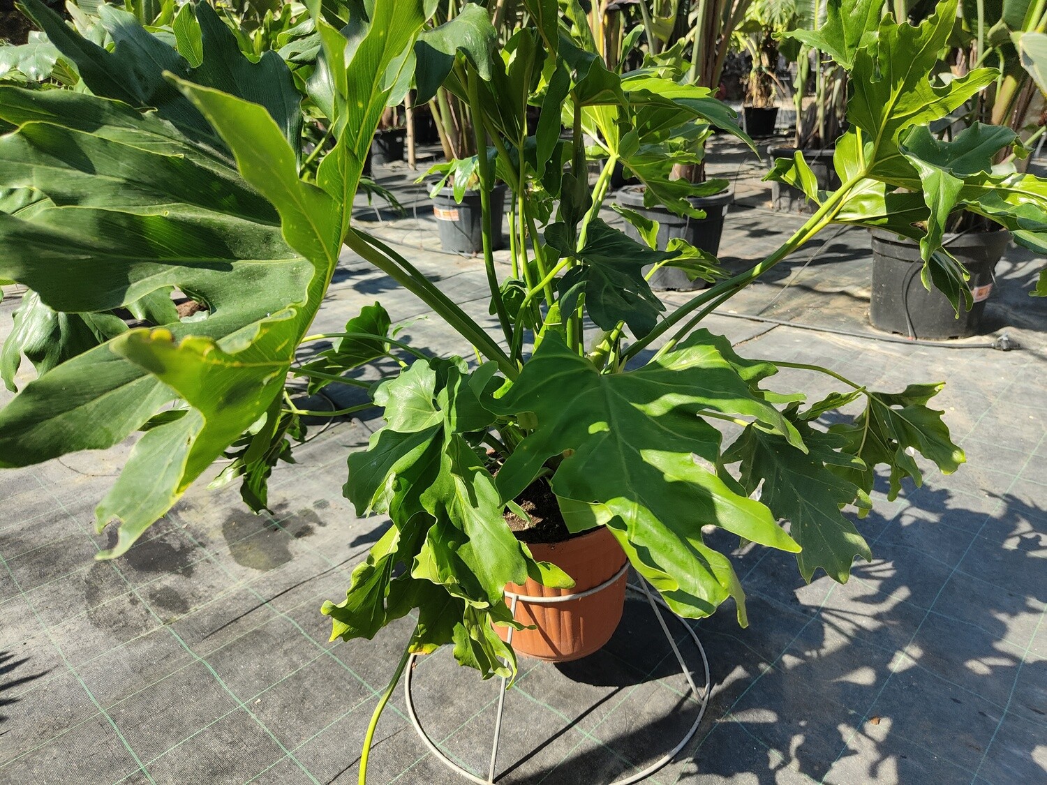 "AmaPlant Filodendro Selloum" Garra de Leon con hojas de gran tamaño de color verde intenso y aspecto tropical 60 cm 5 L (arquitectonica) - Interior - ENVIO INCLUIDO