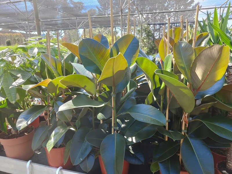 "AmaPlant Ficus Robusta" Arbol del Caucho, muy util para filtrar y limpiar el aire del ambiente 3 cañas 80-90 cm C20 (irresistible) - Interior y exterior con sombra - ENVIO INCLUIDO