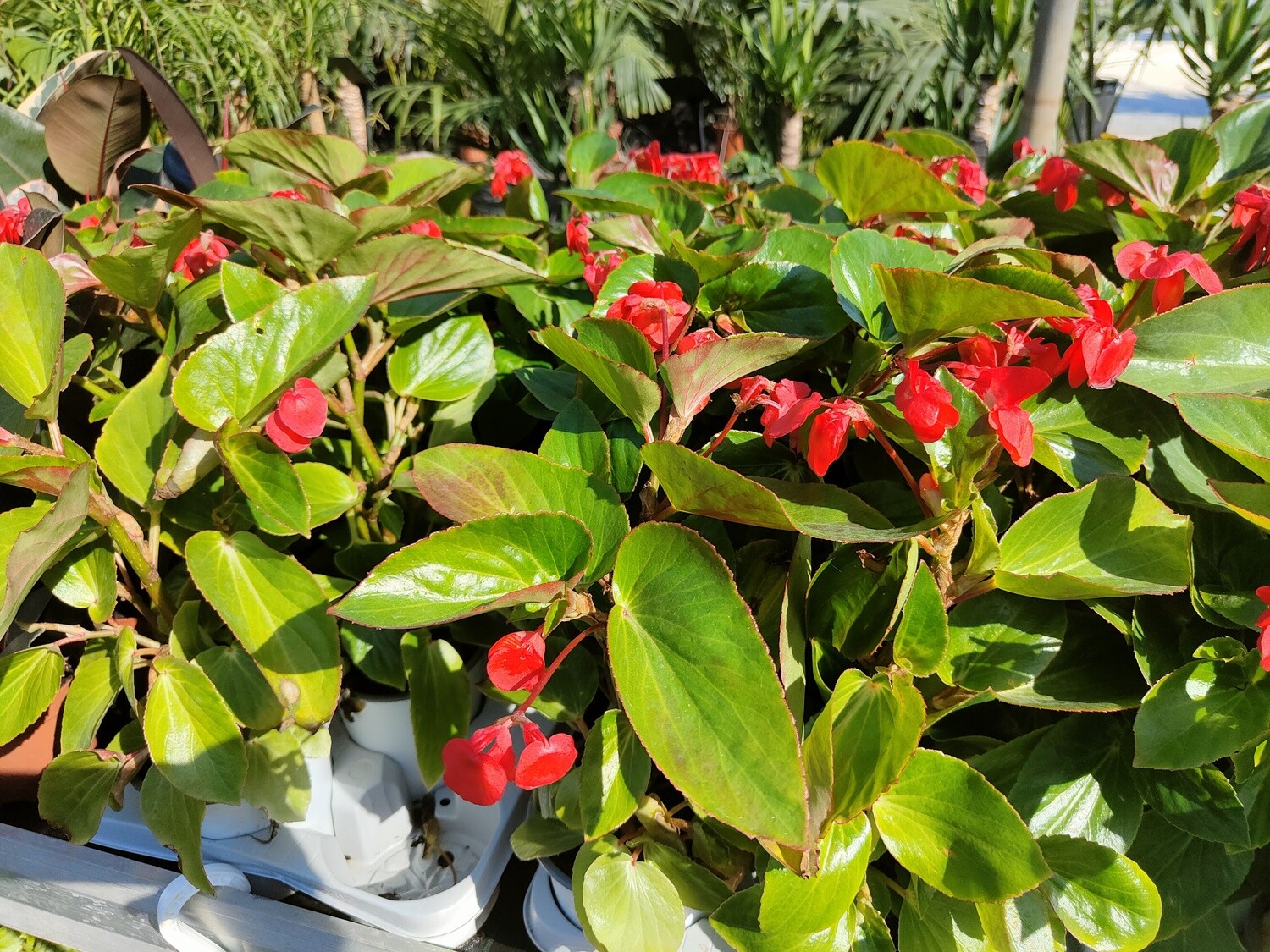 "AmaPlant Begonia Ala de Dragon" gran envergadura, floracion rojiza 20-30 cm 2 L (intensa) - Interior con luz indirecta o exterior semisombra o sombra bien iluminada sin sol directo - ENVIO INCLUIDO