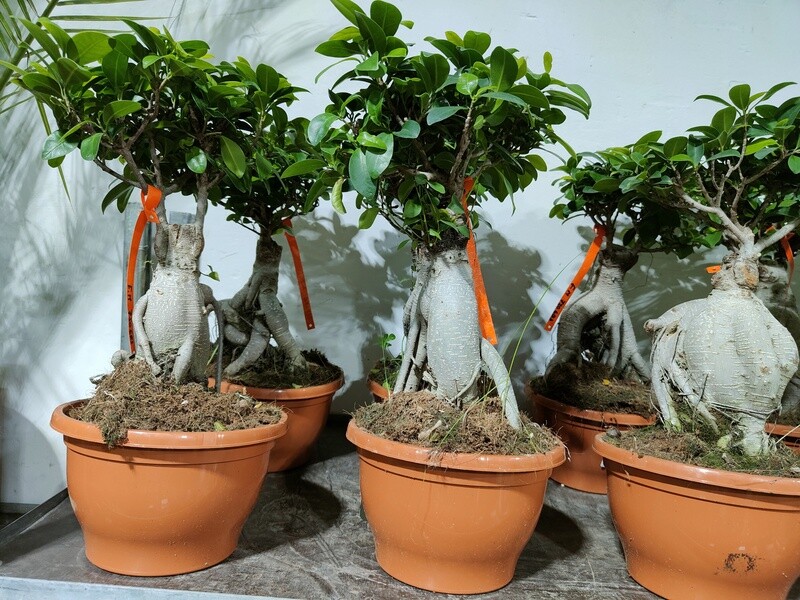 "AmaPlant Ficus Ginseng Microcarpa" de apariencia imponente, muy ramificado y voluminoso en la copa bol Roma 35 cm M21 (divertido) - Interior con luz o exterior sin sol directo