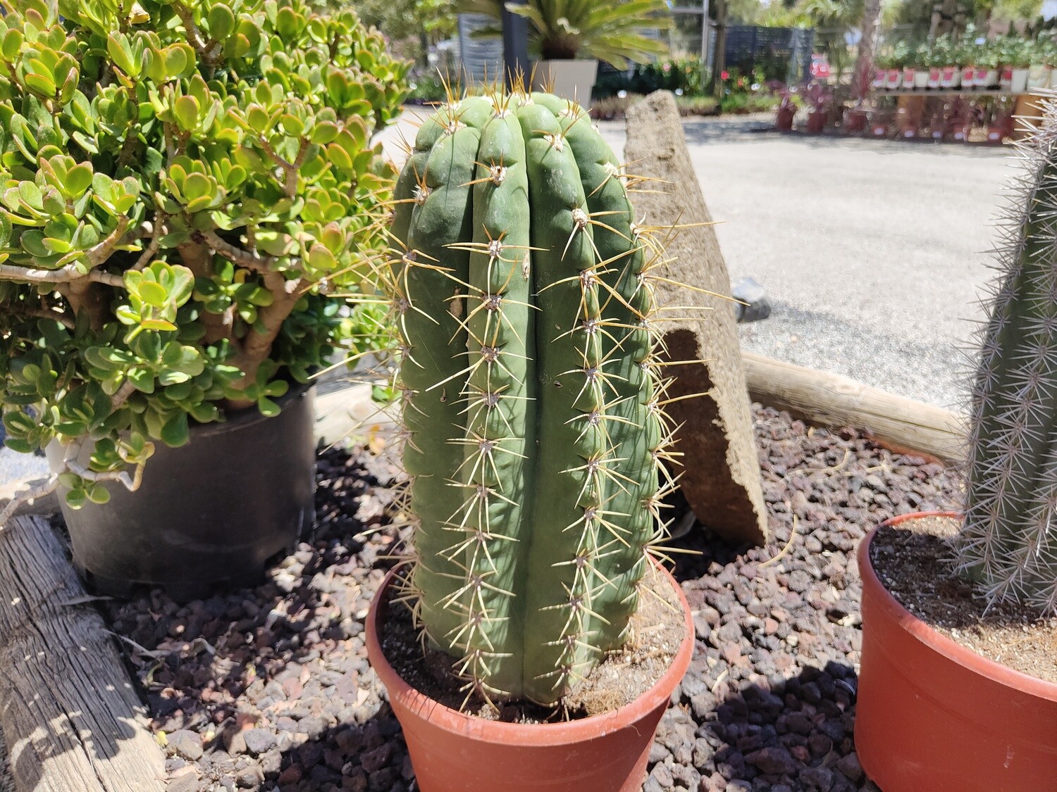 "AmaPlant Trichocereus Pasacana" cactus elegante desde el noroeste de Argentina y el sur de Bolivia TR 40/50 50-60-80 cm (atardecer) - Exterior a pleno sol