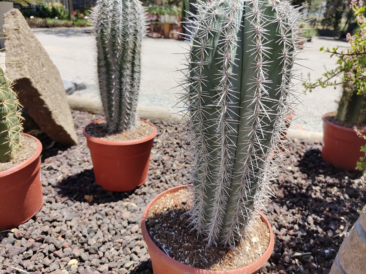 "AmaPlant Pachycereus Pringlei" cactus elegante desde la baja California, Mejico y Argentina 60-80 cm (recto) - Exterior a pleno sol