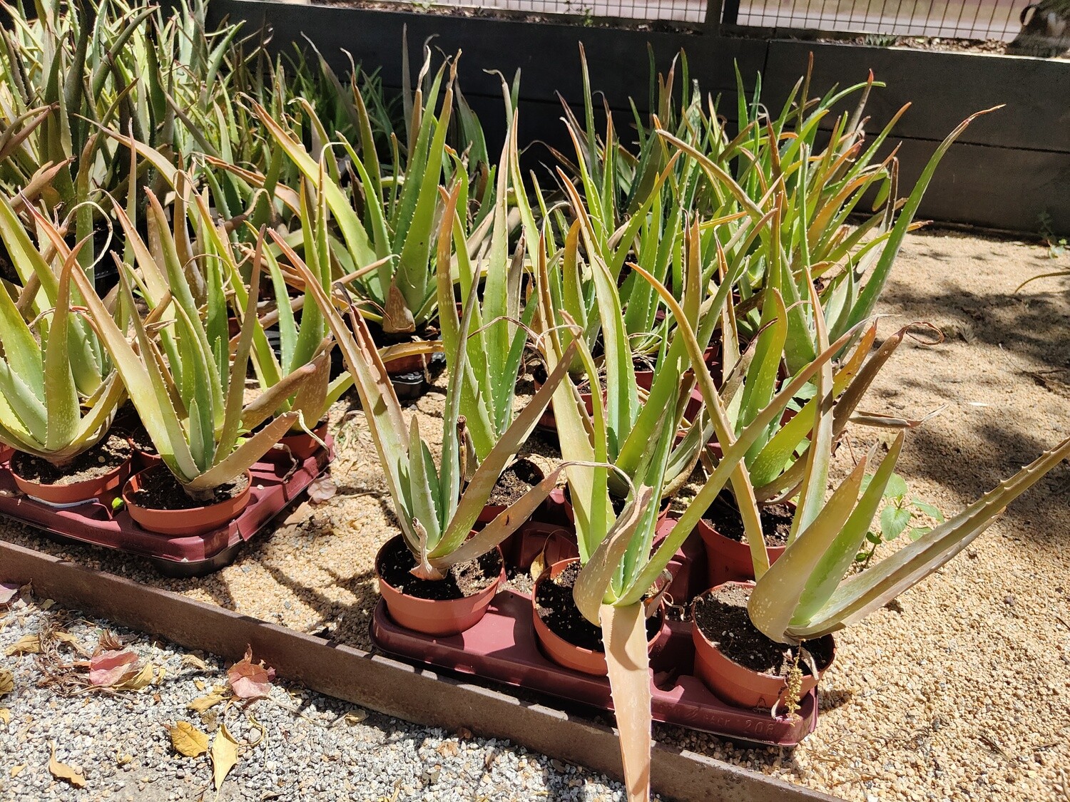 "AmaPlant Aloe Vera" planta maravillosa con muchos beneficios 30 cm M12 (milagrosa) - Interior o exterior - ENVIO INCLUIDO