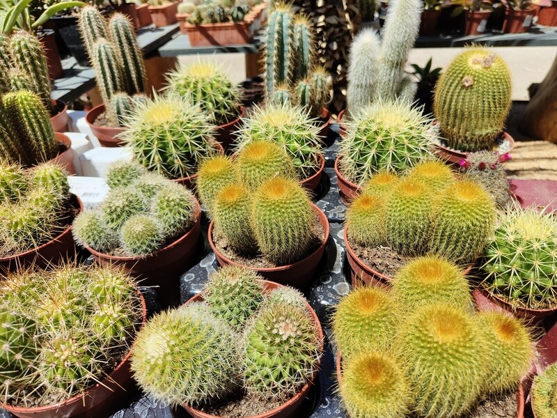 "AmaPlant Cactus Mix" cactus variados muy originales y elegantes 5-15 cm M13 (inacabables)