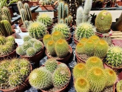 "AmaPlant Cactus Mix" cactus variados muy originales y elegantes 5-15 cm M13 (inacabables) - ENVIO INCLUIDO