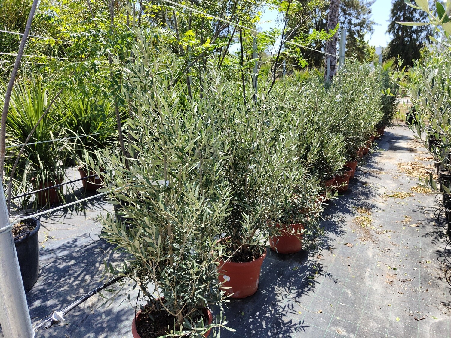 "AmaPlant Olivo arbustivo" autenticamente mediterraneo y con mucha historia 100-125 cm 25 L (tradicional) - Exterior