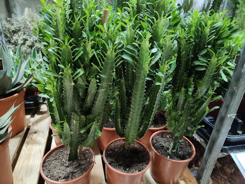 "AmaPlant Euphorbia Trigona" Cactus Catedral con presencia 50-60 cm M17 (exotica) - Interior o exterior con sombra