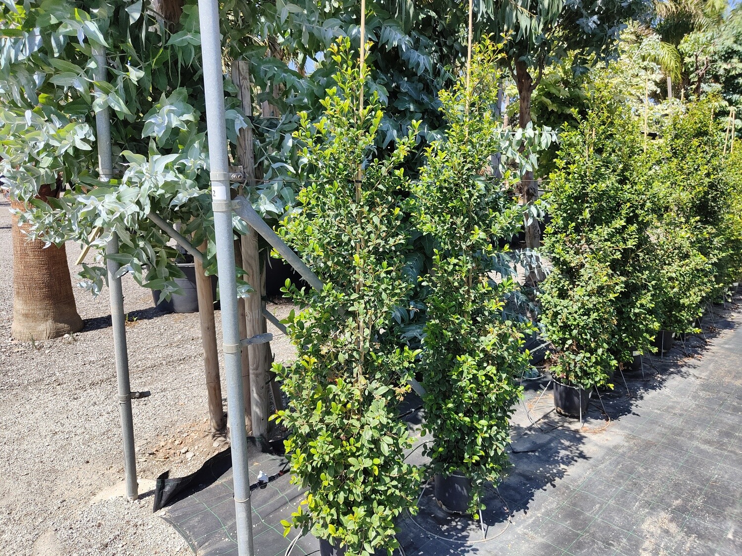 "AmaPlant Eugenia Myrtifolia Newport" ideal para realizar setos o paredes verdes, de crecimiento rapido 100-125 cm 10 L (multicolor) - Interior o exterior - ENVIO INCLUIDO