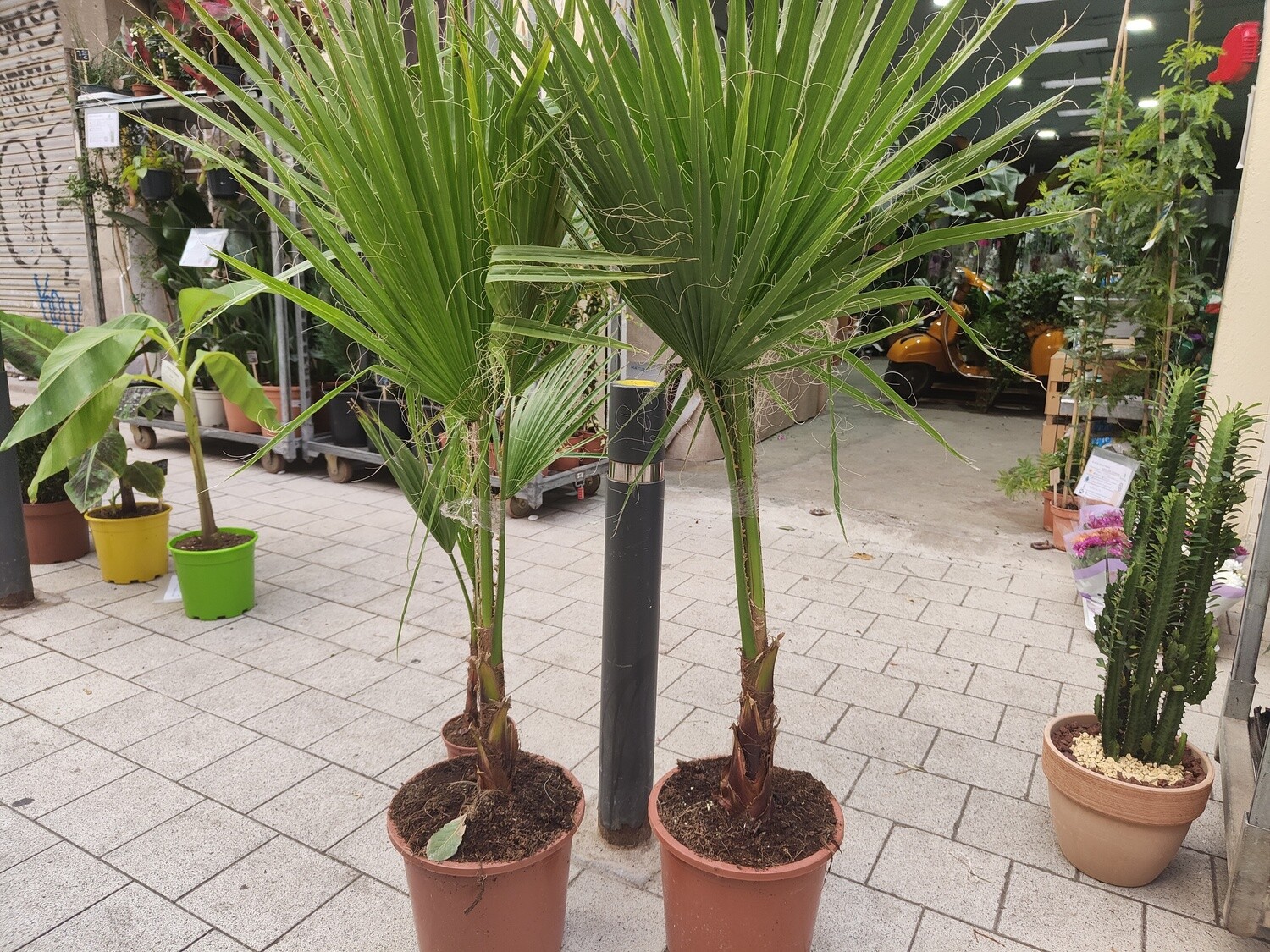 "AmaPlant Washingtonia Robusta" la hermosa palmera de abanico mexicana 110 cm 10 L (esbelta) - Exterior a pleno sol - ENVIO INCLUIDO