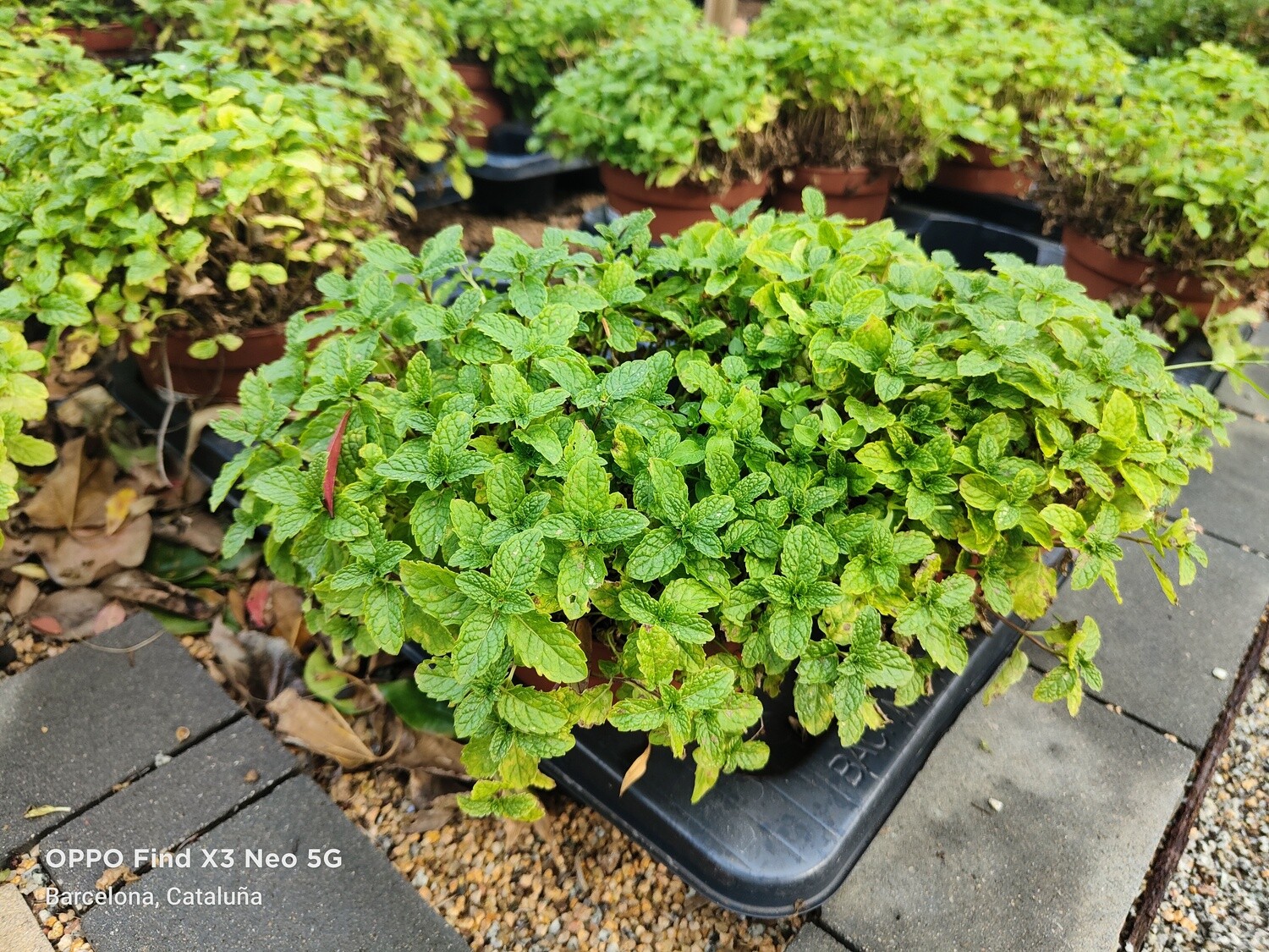 "AmaPlant Hierbabuena" Menta sativa, una planta muy noble de aroma intenso usada en la cocina y la cosmetica 20-30 cm 2 L (aromatica) - Exterior semisombra o sol directo