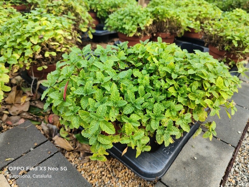 "AmaPlant Hierbabuena" Menta sativa, una planta muy noble de aroma intenso usada en la cocina y la cosmetica 20-30 cm 2 L (aromatica) - Exterior semisombra o sol directo