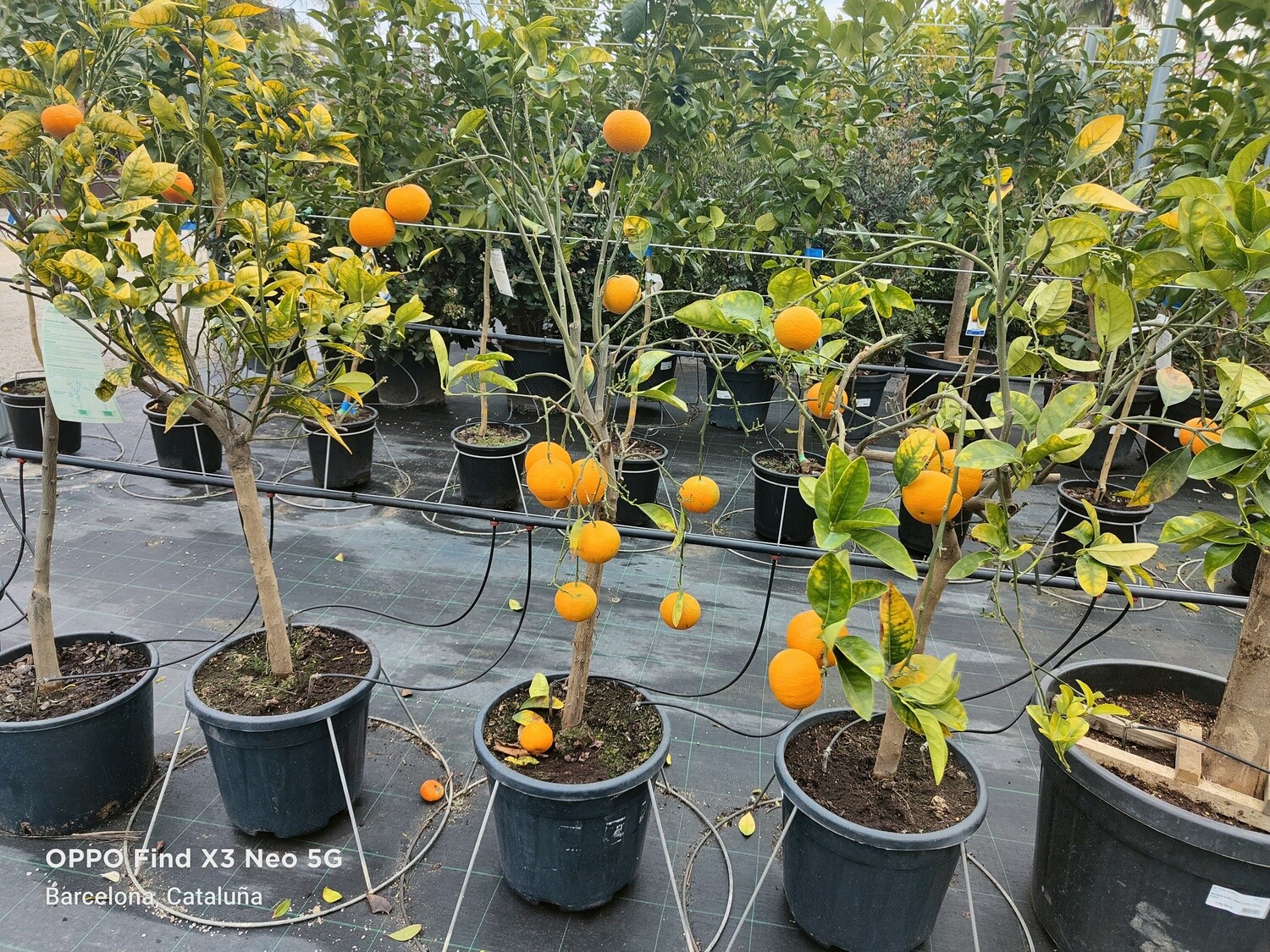 "Amaplant Mandarino" Citrus Reticulata 130-140 cm 18 L (citrico) - Exterior