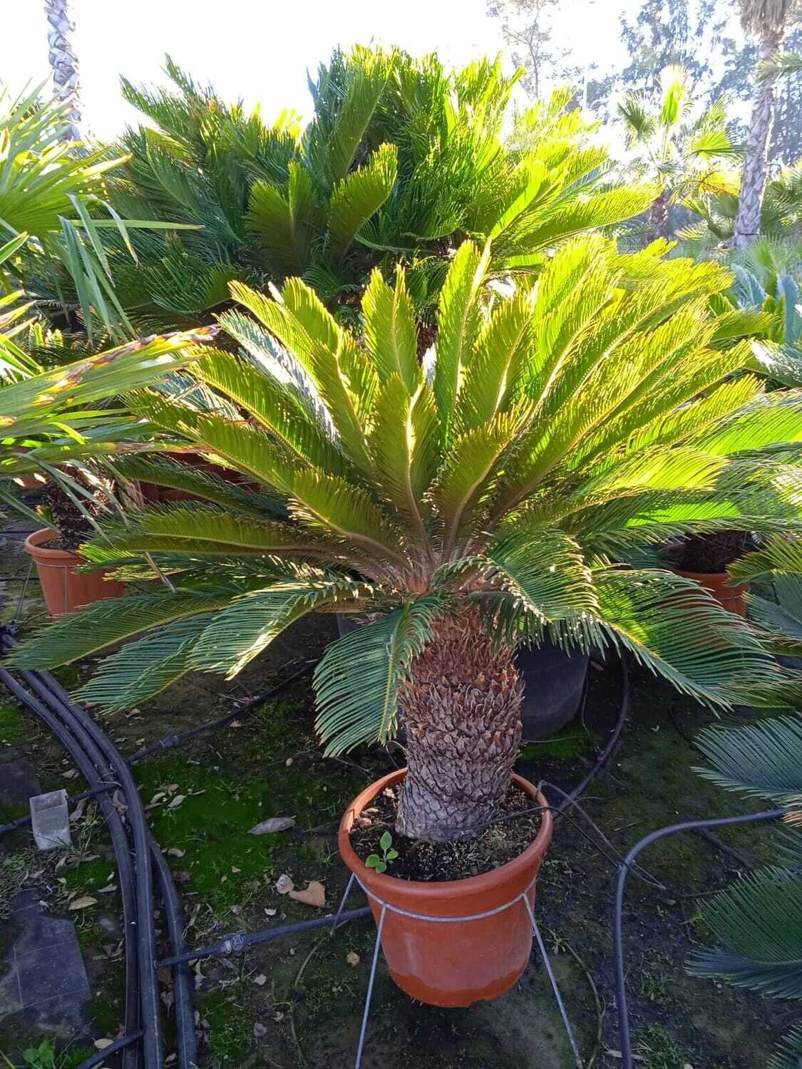 "AmaPlant Cyca" planta muy antigua, mas antigua que los dinosaurios 100-120 cm 10 L TR 40/50 (primitiva) - Interior con luz o exterior con clima suave a pleno sol