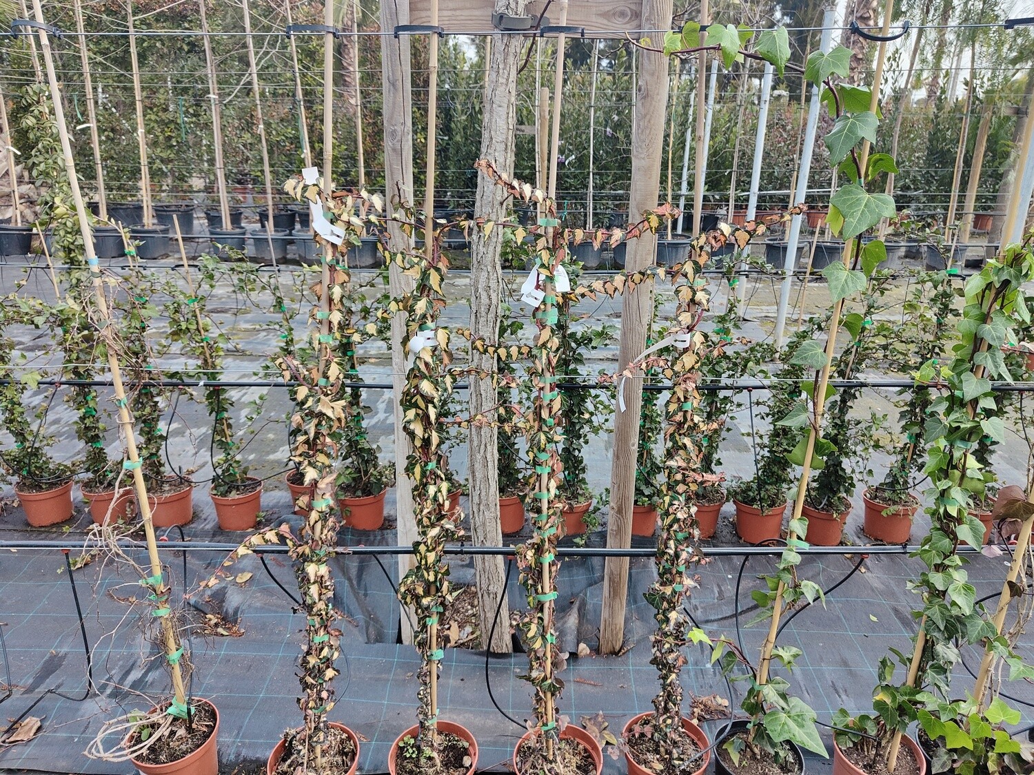 "AmaPlant Hiedra Minor Variegata" planta de larga vida de hoja pequeña y matizadas en verde y amarillo 125-150 cm (trepadora) - Interior o exterior con sombra