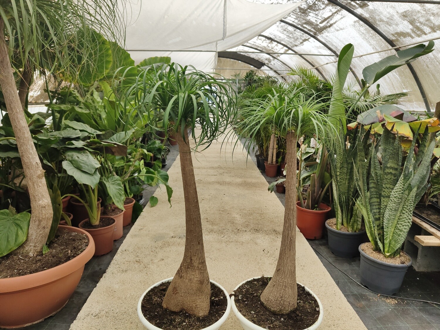 "AmaPlant Pata de Elefante" una planta original, la Beaucarnea de America 120-140 cm M40 (longeva y escultural) - Interior muy iluminada o exterior con sol indirecto