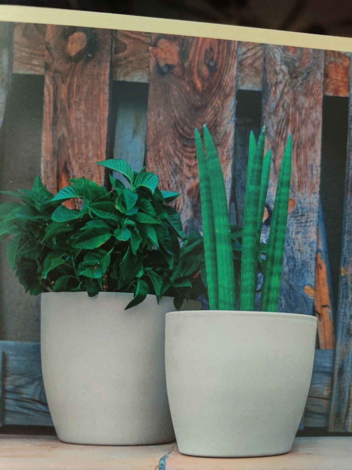 "AmaPlant" Maceta Eyre gris de ceramica 22x21 cm (eyre)