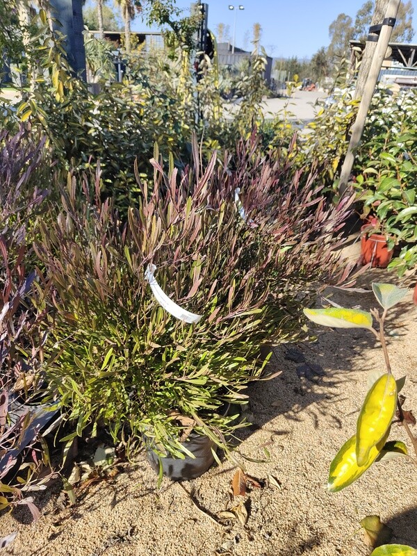 "AmaPlant Candela" Dodonea, arbusto de lupulo de hoja de bronce que deslumbra por el cambio de color de las hojas 100-125 cm 20 L (purpura) - Exterior a pleno sol, resiste muy bien el frio y el viento
