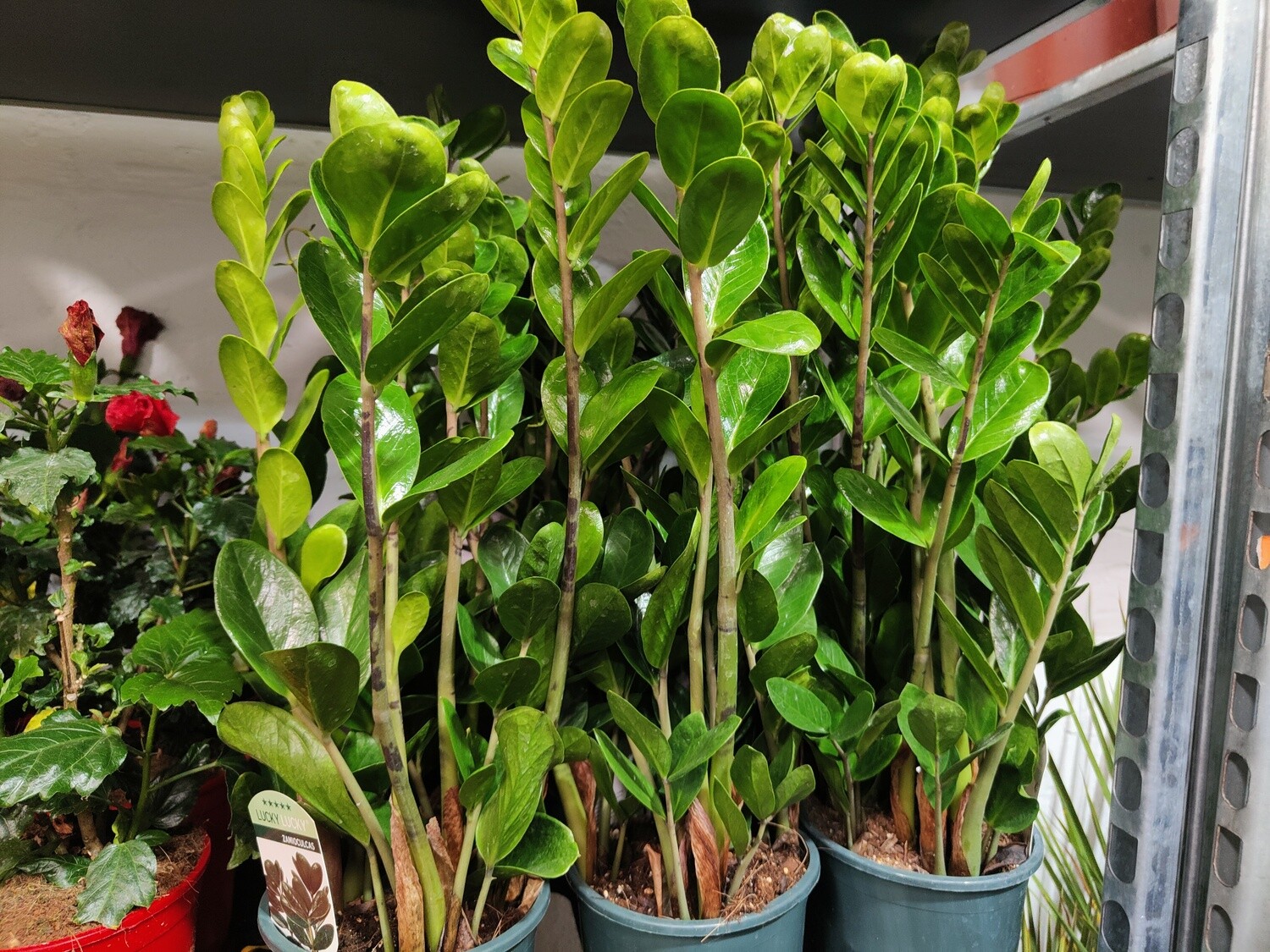 "AmaPlant Zamioculca" resistente como pocas e ideal para decorar cualquier espacio del hogar con sus hojas verdes brillantes 5L (todoterreno) - Interior o exterior con sombra