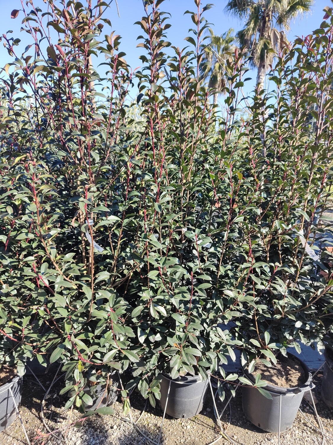 "AmaPlant Fotinia" de los pocos arbustos rojos ideal para formar grupos coloridos rojos en primavera, violaceos en verano y verdes en invierno 150-175 cm 30 L (brillante) - Exterior sol o semisombra