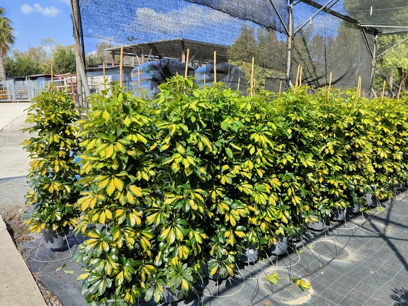 "AmaPlant Schefflera Gold Capella" Arbol Paraguas Enano de Taiwan 180 cm (semitrepadora) - Interior o exterior con sombra