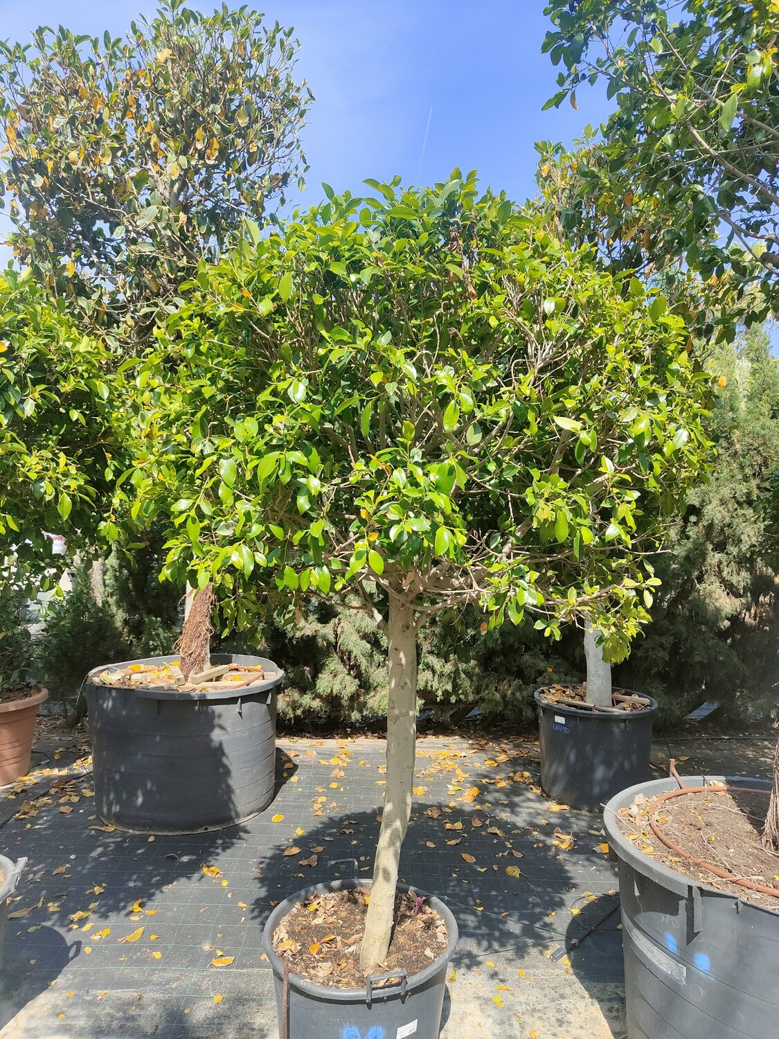 "AmaPlant Ficus Nitida Copa" un arbol siempreverde con una copa muy amplia y frondosa (1/2 Fusta) TR 20/40 250 cm 60 L (bola) - Exterior