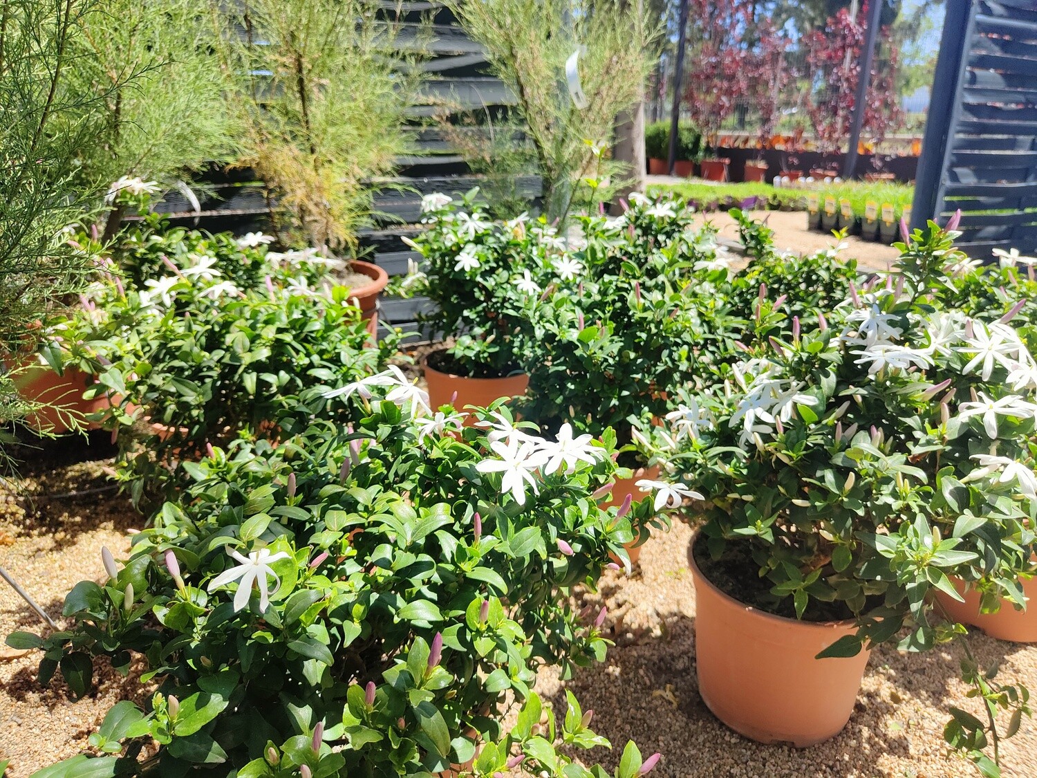"AmaPlant Jazmin Multipartitum" arbusto trepador de hoja perenne con flores blancas muy perfumadas, aromáticas con forma estrellada 5 L (valorada) - Exterior con sol o semisombra - ENVIO INCLUIDO