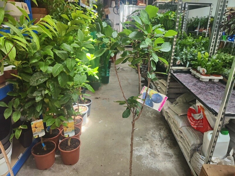 "AmaPlant Ciruelo" Prunus Domestica Negra 160 cm 10 L (frutal)