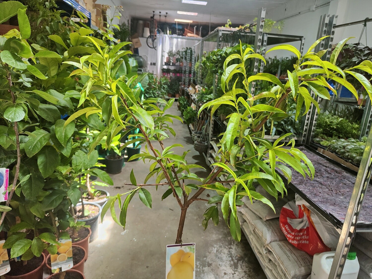 "AmaPlant Melocotonero" Prunus Persica, belleza permanente 150 cm 10 L (frutal) - Exterior - ENVIO INCLUIDO BARCELONA CIUDAD