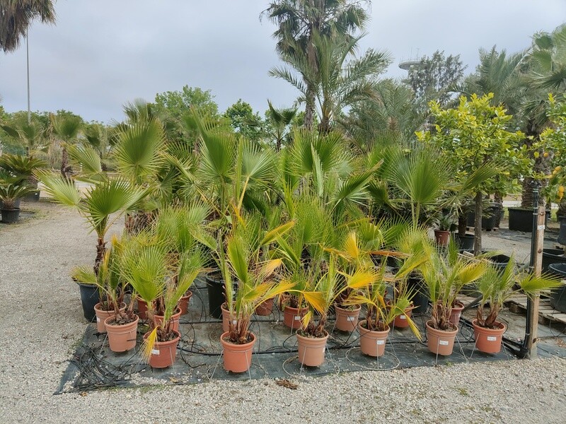 "AmaPlant Washingtonia Robusta" la hermosa palmera de abanico mexicana multitronco 90-100 cm 10 L (esbelta) - Exterior a pleno sol - ENVIO INCLUIDO