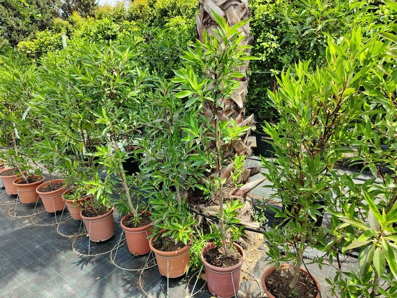 "AmaPlant Mioporo" de crecimiento rapido desde Australia 80-100 cm 10 L (siempreverde) - Exterior pleno sol o semisombra - ENVIO INCLUIDO
