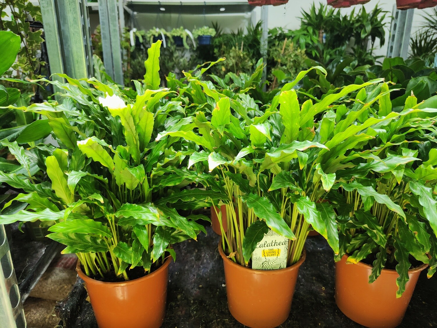 "AmaPlant Calathea Rufibarba" de color verde oscuro y rojo purpura 30-40 cm M17 (aterciopelada) - Interior con luz moderada indirecta - ENVIO INCLUIDO