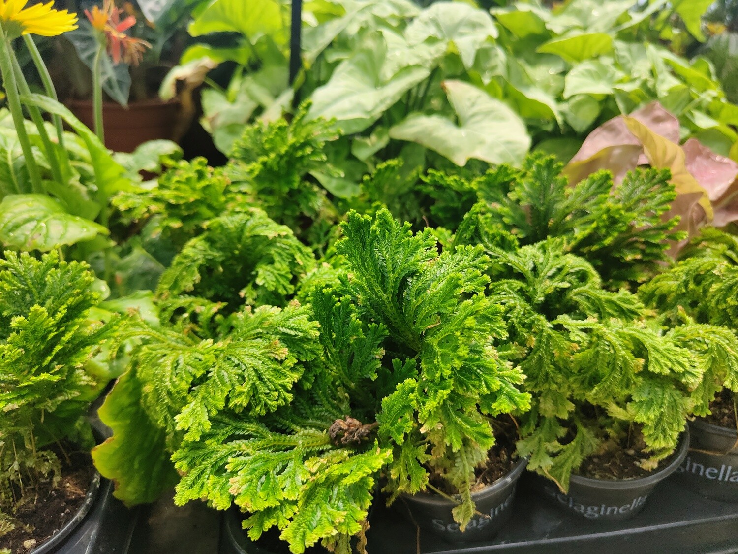 "AmaPlant Planta de la Suerte" siempreverde y muy parecida a los helechos, la Selaginella Jori M9 (afortunada) - Exterior con sol o parcialmente sombreado - ENVIO INCLUIDO