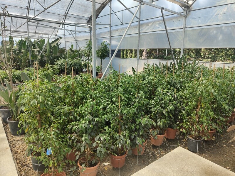 "AmaPlant Ficus Danielle" con hojas de color verde intenso purificadora del aire 110-120 cm M20 (purificadora) - Interior o exterior con sombra - ENVIO INCLUIDO