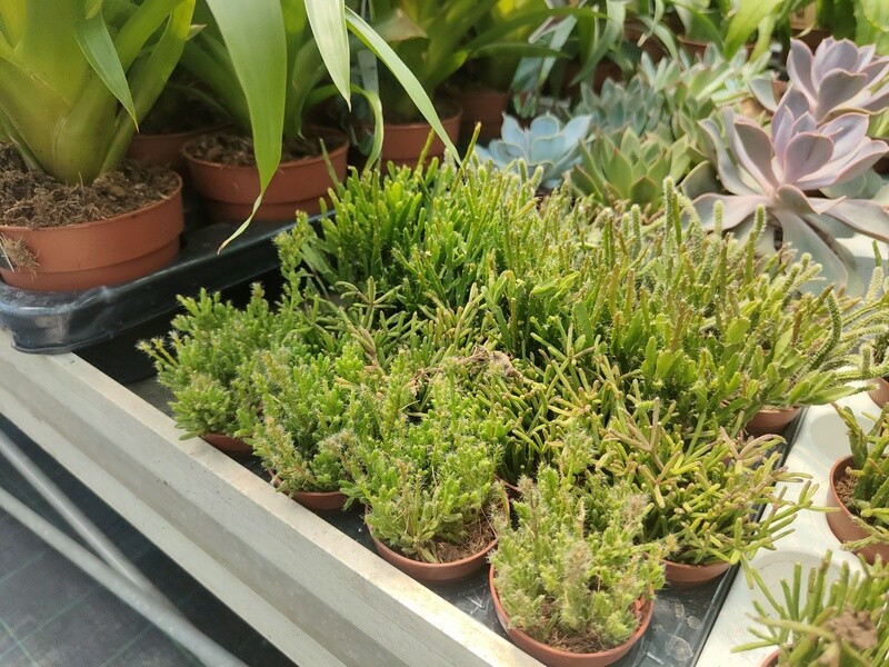 "AmaPlant Pack 4 Rhipsalis" plantas crasas muy decorativas con aspecto de despeinadas pelucas M8,5 (epifitas) - Exterior o interior con luz - ENVIO INCLUIDO