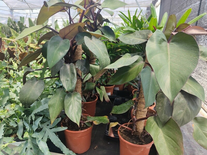 "AmaPlant Filodendro Royal Queen" una planta trepadora increible con multitud de hojas de diferentes colores 60 cm M17 (multicolor) - Interior con mucha luz o exterior sol moderado - ENVIO INCLUIDO