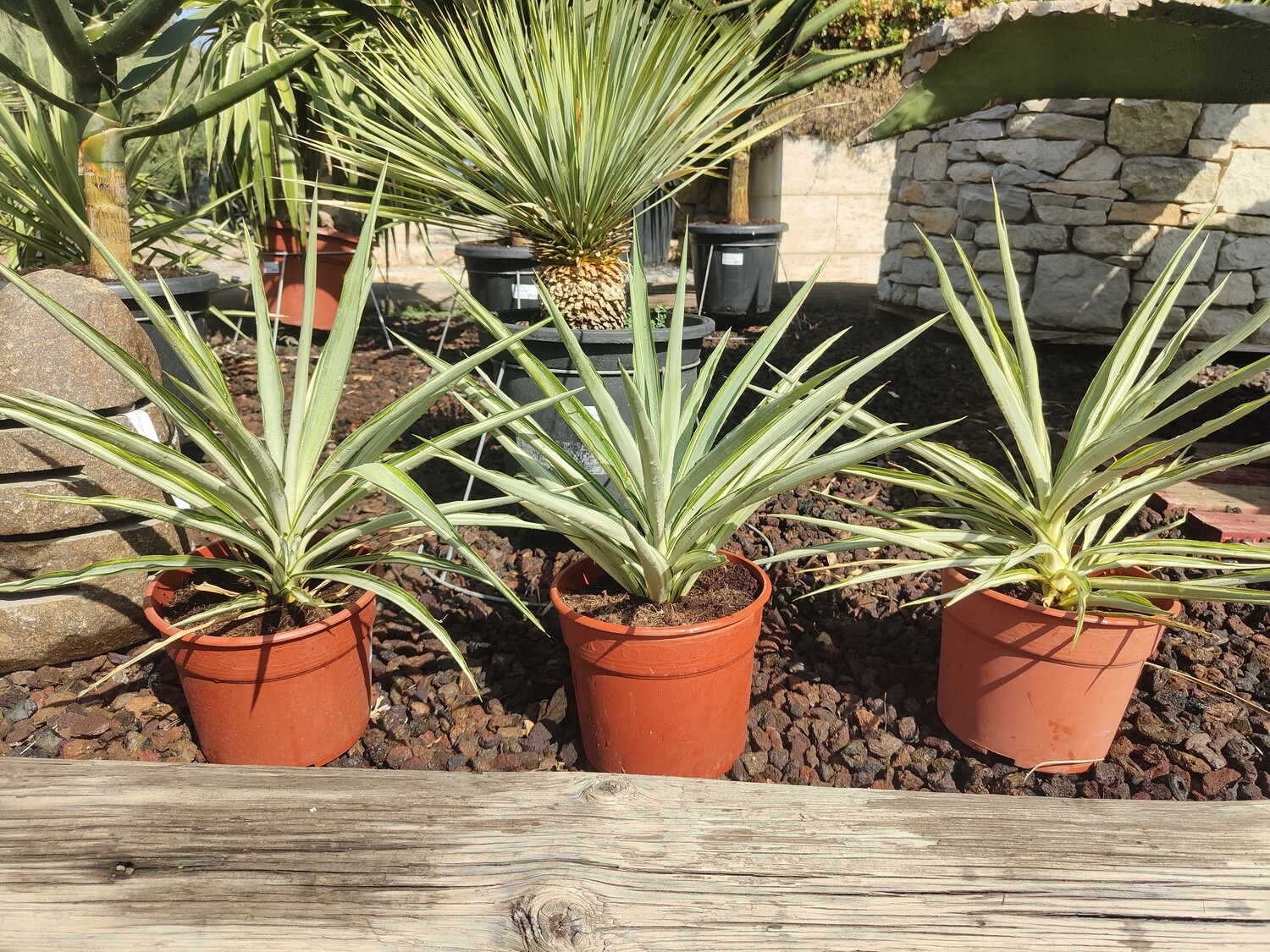 "AmaPlant Yucca Jewel Variegata" resistente y atractiva por el singular color de sus hojas puntiagudas 50-60 cm 5 L (frescura) - Interior en cualquier clima o exterior en clima calido - ENVIO INCLUIDO
