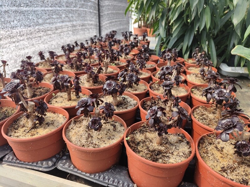 "AmaPlant Aeonio Purpura" espectacular con hojas de color morado oscuro con tintes verdes 10-20 cm M15 (verde chocolate) - Exterior con sol, mejor semisombra e interior con luz - ENVIO INCLUIDO