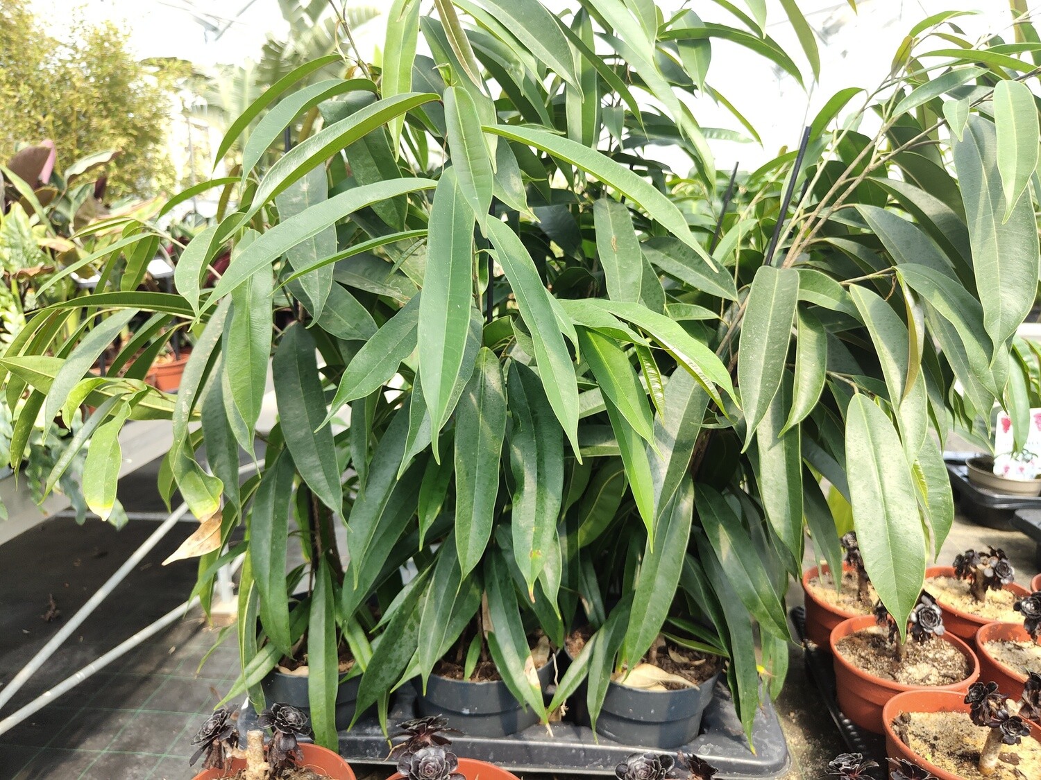 "AmaPlant Ficus Alii" Higuera de hoja estrecha popular por su capacidad para purificar el aire 90 cm (alargada) - Interior con mucha luz o exterior semisombra o a pleno sol - ENVIO INCLUIDO