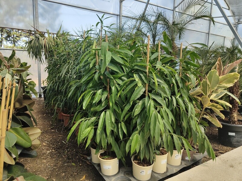 "AmaPlant Ficus Alii" Higuera de hoja estrecha popular por su capacidad para purificar el aire 120 cm (alargada) - Interior con mucha luz o exterior semisombra o a pleno sol - ENVIO INCLUIDO