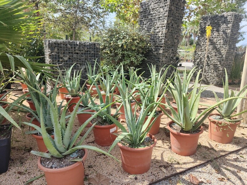 "AmaPlant Aloe Vera" planta maravillosa con muchos beneficios 50-60 cm 10 L (milagrosa) - Exterior e interior - ENVIO INCLUIDO