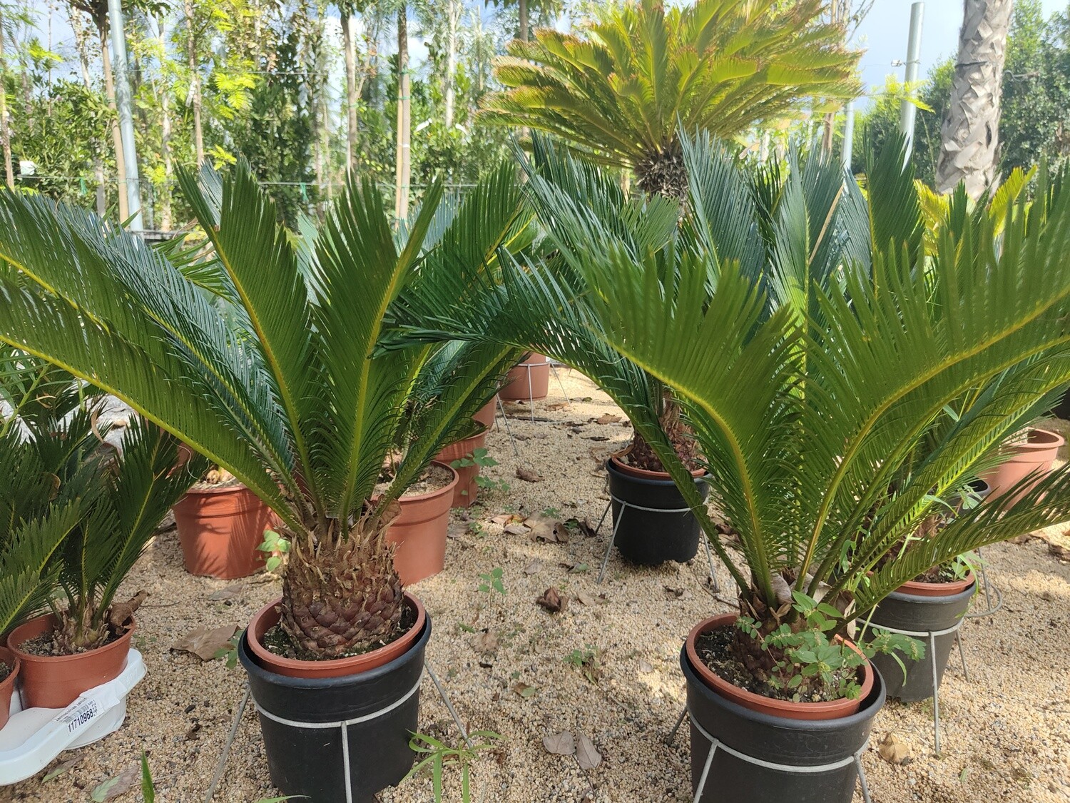 "AmaPlant Cyca" planta muy antigua del estilo de la palmera, una especie rara mas antigua que los dinosaurios 70 cm TR 10/20 6L (primitiva) - Interior o exterior con clima suave - ENVIO INCLUIDO