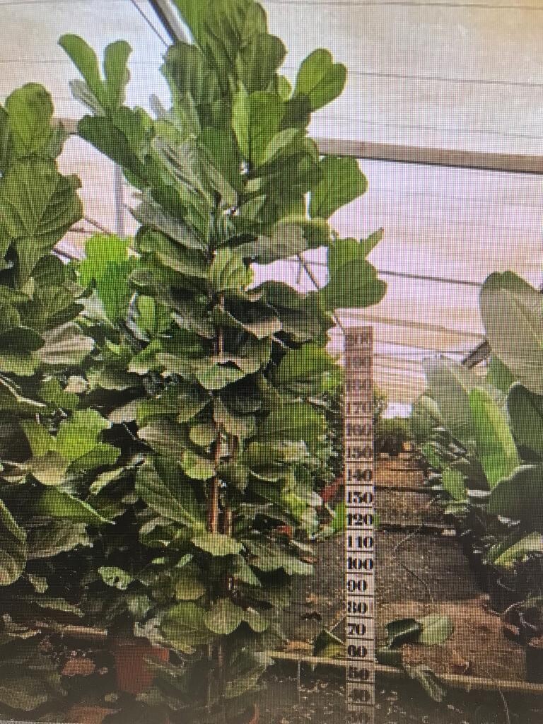 "AmaPlant Ficus Lyrata" Higuera hoja de violin, purifica y elimina toxinas del aire 250 cm C40 (musical) - Interior con luz o exterior sin sol directo - ENVIO INCLUIDO BARCELONA CIUDAD