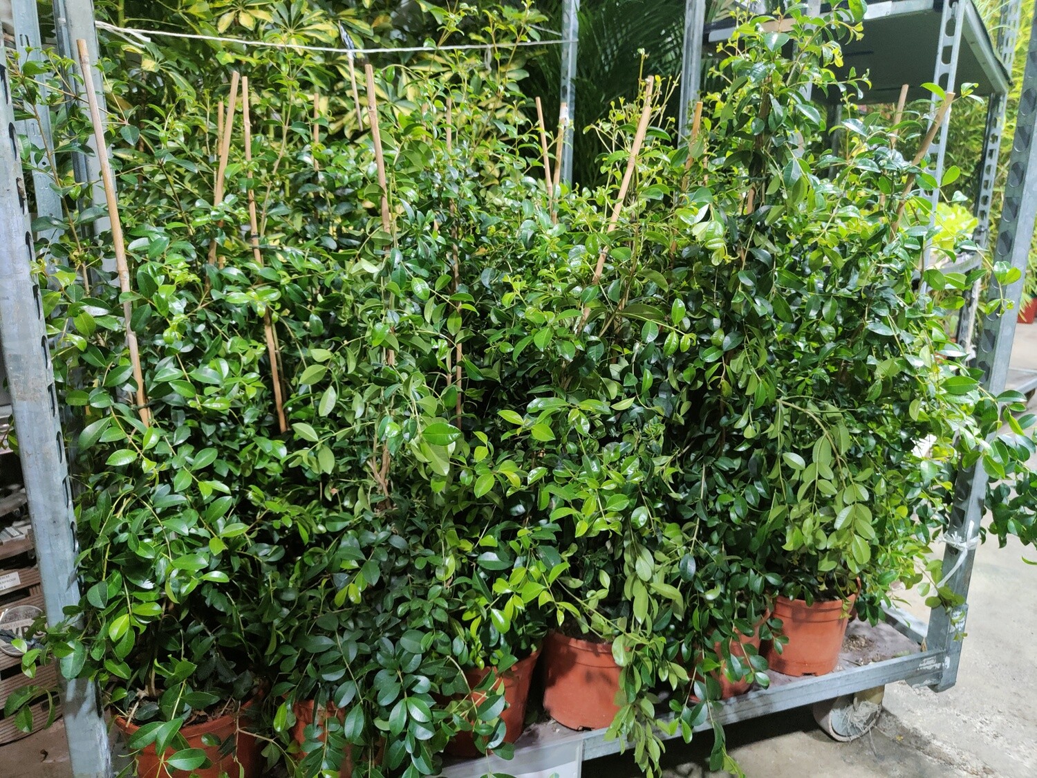 "AmaPlant Eugenia Myrtifolia Newport" ideal para realizar setos o paredes verdes, de crecimiento rapido 80-100 cm 5 L (multicolor) - Interior o exterior - ENVIO INCLUIDO