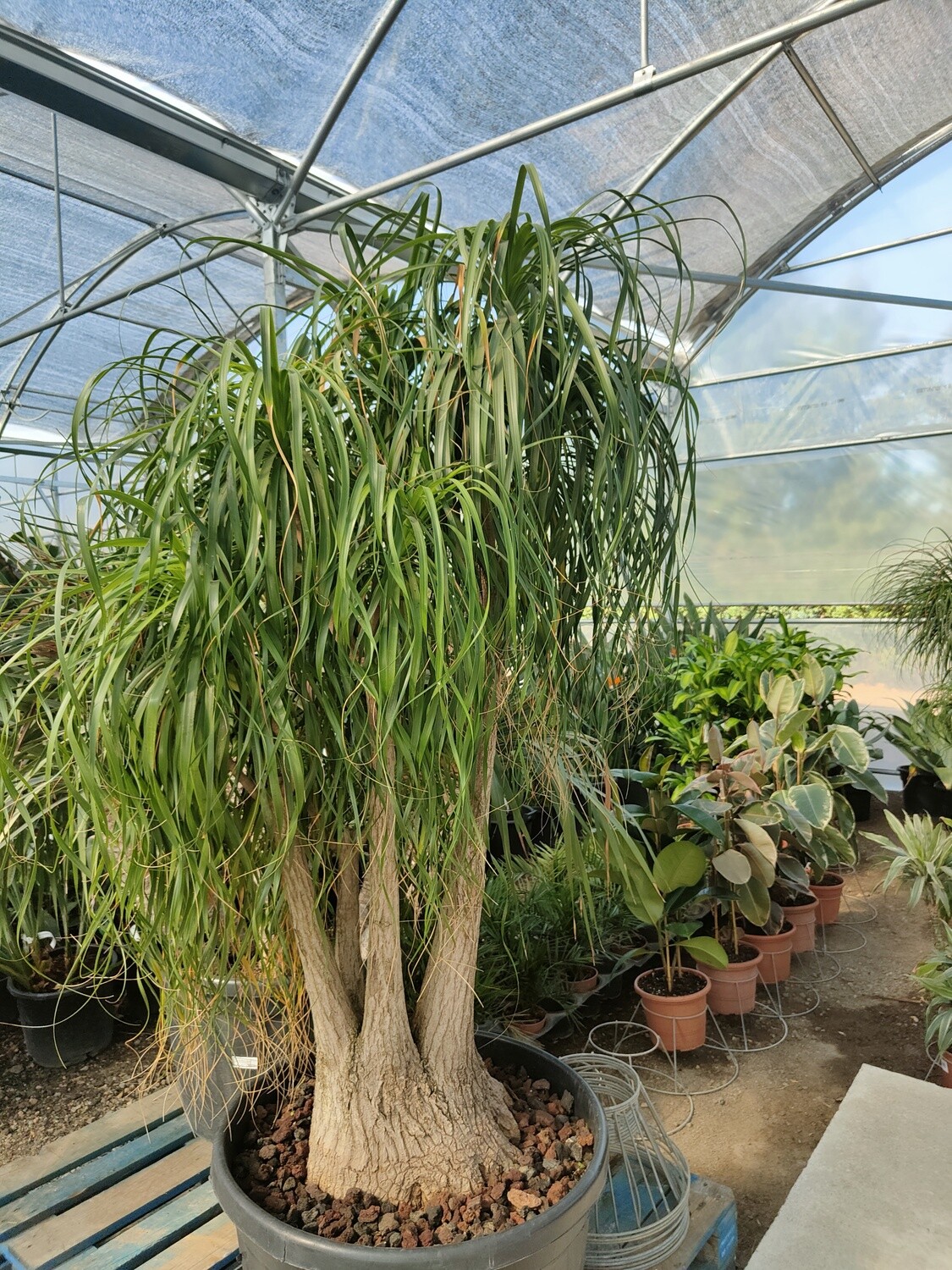 "AmaPlant Pata de Elefante" la original Beaucarnea de America 175-200 cm (escultural) - Interior muy iluminada o exterior con sol indirecto - ENVIO INCLUIDO BARCELONA CIUDAD