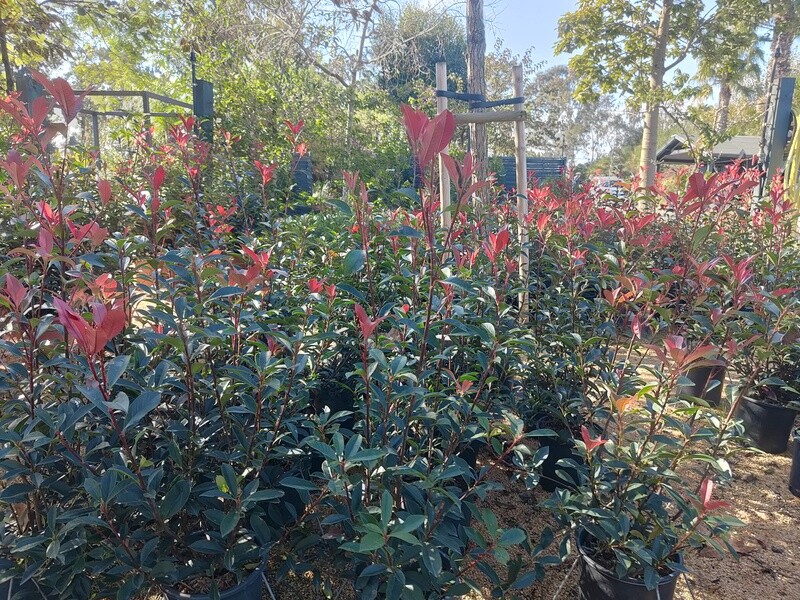 "AmaPlant Fotinia" de los pocos arbustos rojos en primavera, violaceos en verano y verdes en invierno 60-80 cm 5 L (brillante) - Exterior sol o semisombra - ENVIO INCLUIDO