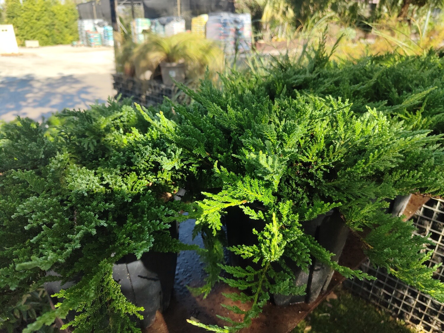 "AmaPlant ​​Junipero Horizontal" ideal bonsai, hojas verdes brillantes teñidas de azulado en su juventud y con tonos pardos purpura en invierno 20-30 cm 10 L (cubresuelos) - Exterior - ENVIO INCLUIDO
