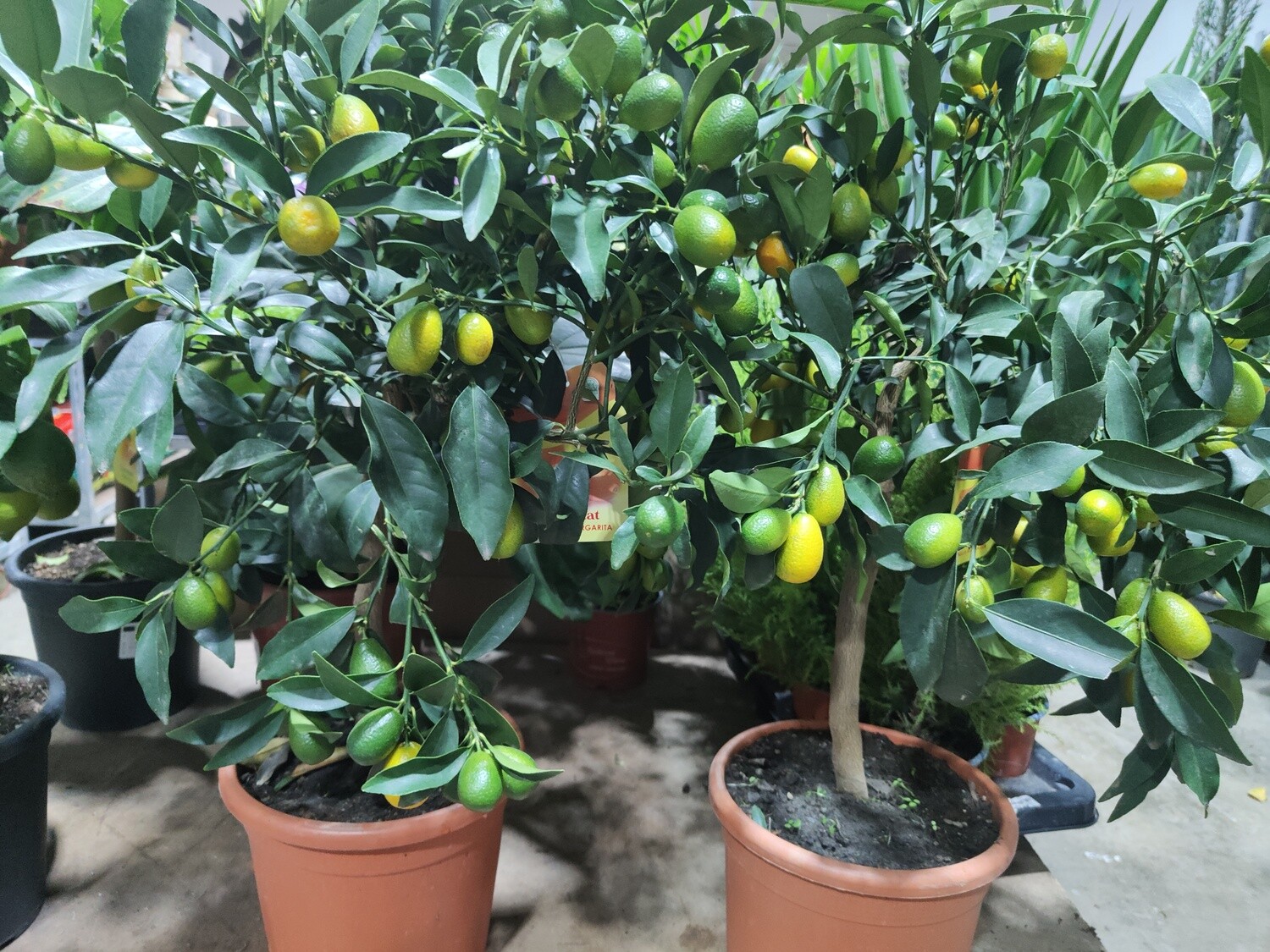 "AmaPlant Arbolito Naranjo enano" Citrus Kumquat muy frondoso y gran productor de frutos 60-70 cm 8 L (citrico) - Exterior pleno sol o interior con mucha luz cerca de una ventana - ENVIO INCLUIDO