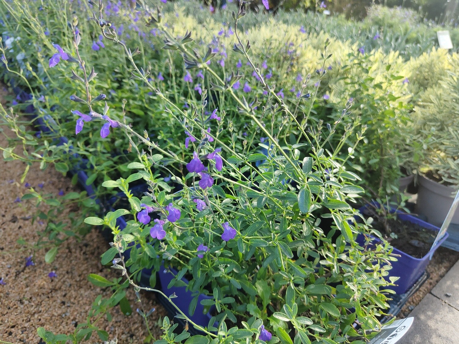 "AmaPlant Salvia Greggii azul" Salvia otoñal conocida como Labios Calientes, bella y facil para su cultivo 20-30 cm 2 L (calida) - Exterior a pleno sol o ligeramente sombreado - ENVIO INCLUIDO